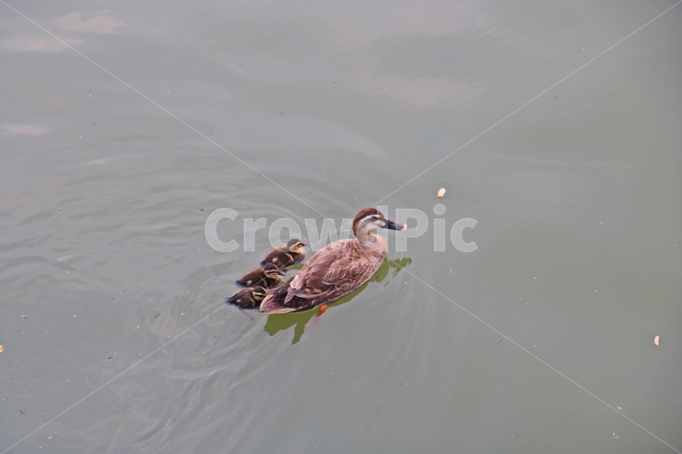 오리,duck,야생오리,새끼오리,wildduck,동물,animal,조류,새,birds