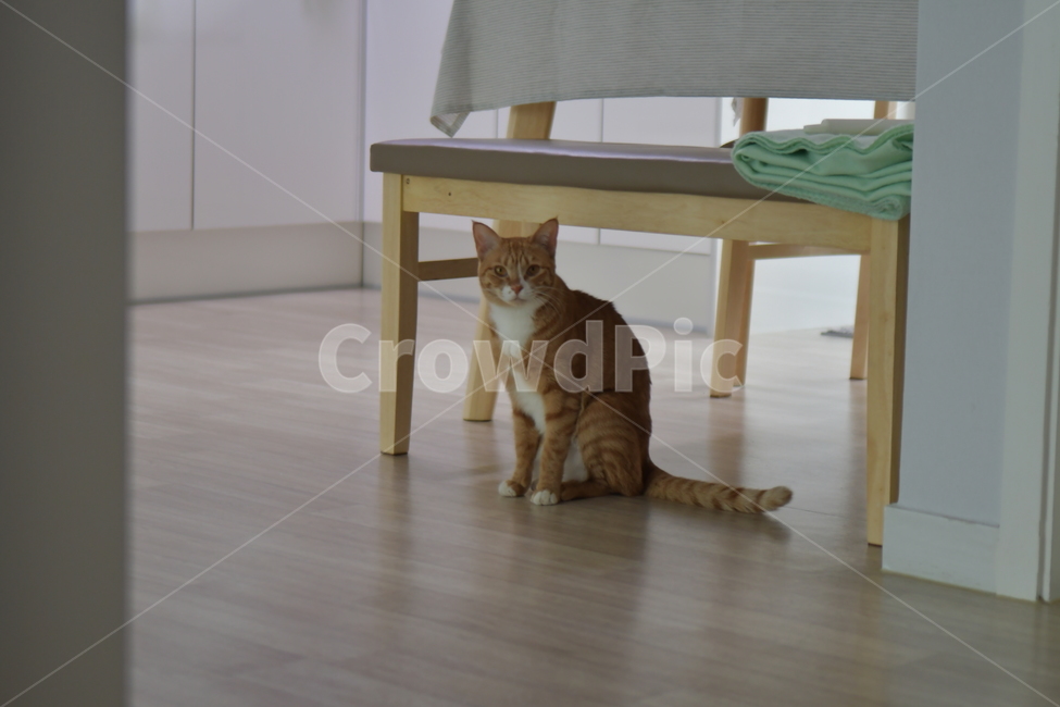 고양이,코리안숏헤어,눈빛,동물,고양이시선,고양이얼굴