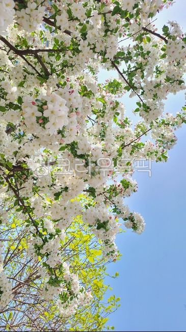벚꽃,왕벚꽃,벚나무,꽃나무,봄나무,흰꽃,하얀꽃,springtree,springflowers,flowertree
