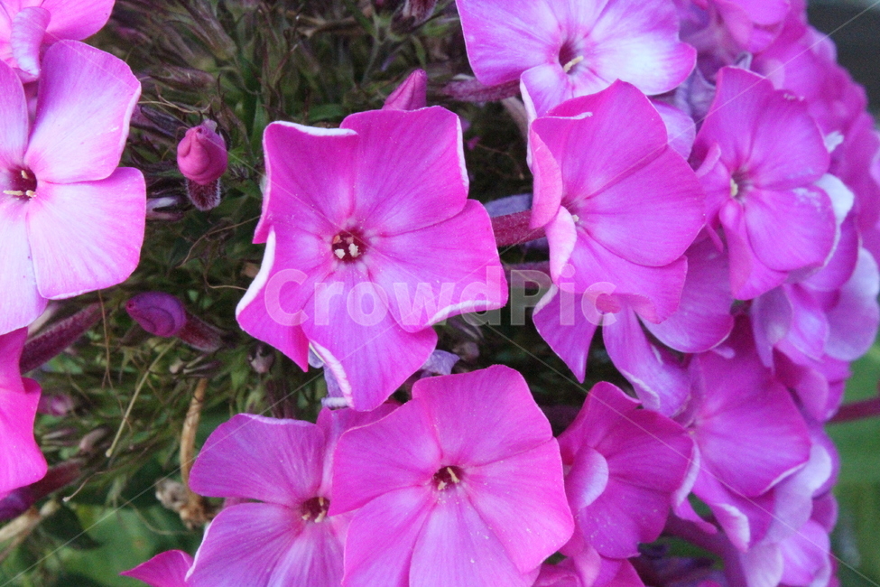 플록스,풀협죽도,꽃,식물,꽃말주의,Annualphlox,식물,자연,plants,nature,꽃,flower