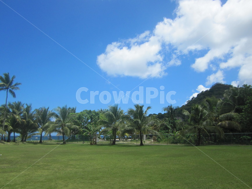 괌,guam,잔디,grass,야자수
