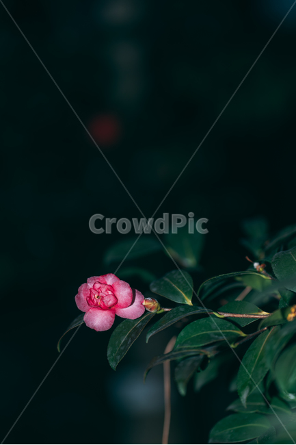 동백꽃,꽃,동백,동백나무,봄꽃,빨강,초록,빛,식물,자연,plants,nature,flower,bloom,배경화면,식물,자연,plants,nature,꽃,flower