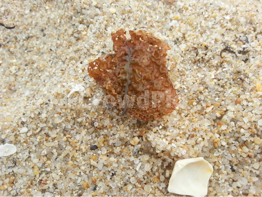 모래,조개껍질,해초류,미역,다시마,single,shell,clamshell,tangle,tangleweed,sand