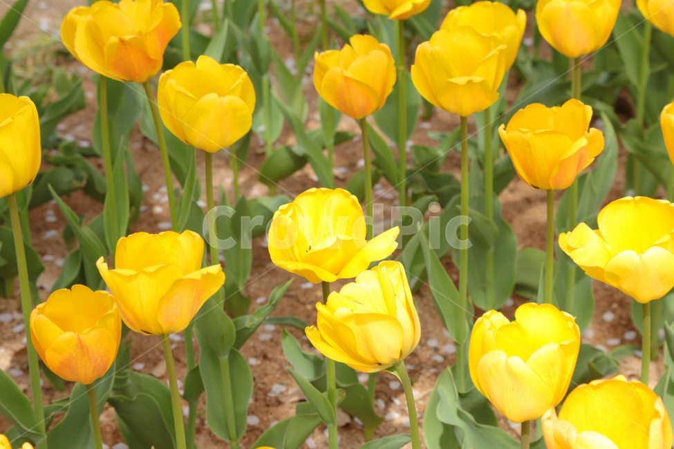 튤립,꽃밭,봄,봄꽃,flower,tulip,노랑,yellow,꽃,plant,식물