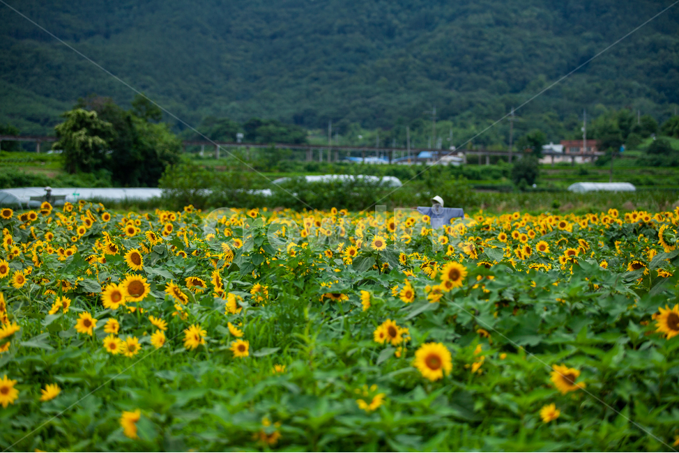 해바라기,축제,해바라기축제,가을,생태공원,sunflower,Flower,들,들판,노란,노란색,시골,농사,허수아비,식물,자연,plants,nature,꽃,flower