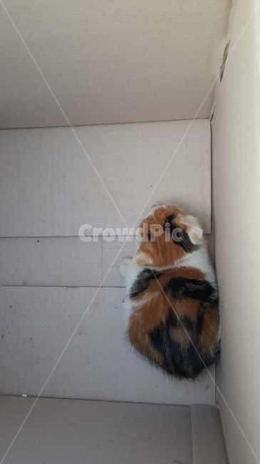 고양이,cat,동물,길냥이,유기묘,상자,새끼고양이,포유류,animal,box,yellow,black,동물,animal,포유류,mammal,고양이,cat,kitten,kitty