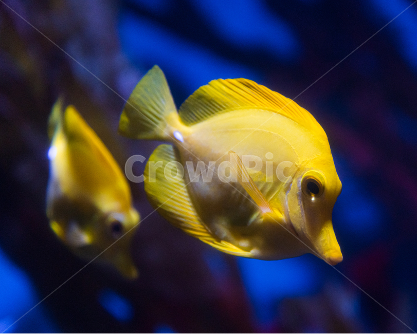 옐로우탱,탱,해수어,아쿠아리움,수족관,동물,animal,어류,물고기,fish