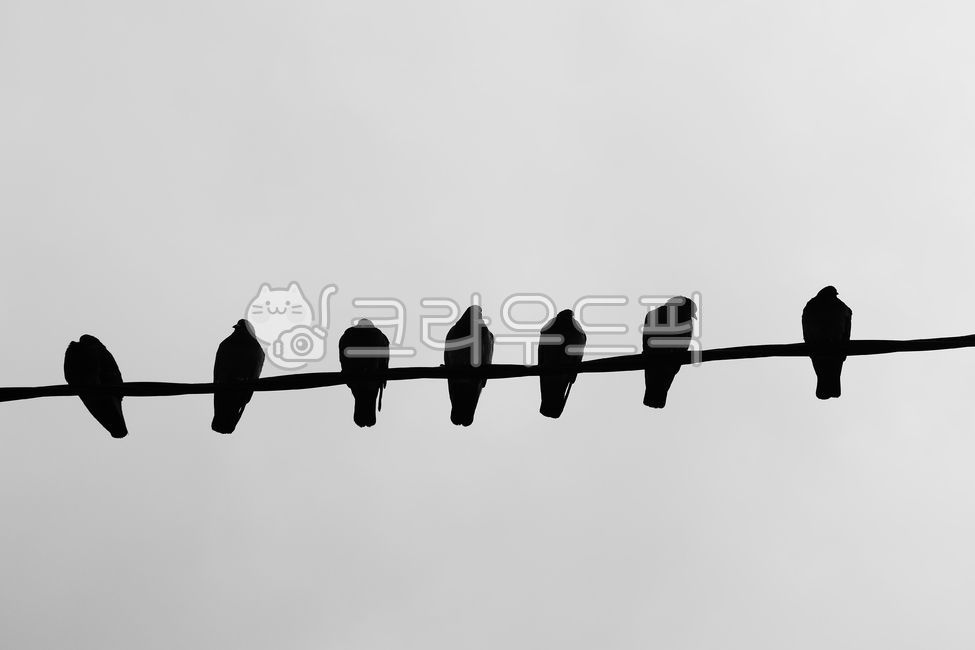 새,animal,일렬횡대,새무리,줄서기,줄,실루엣,bird,대기중,열맞춤,열맞춰,규칙,패턴