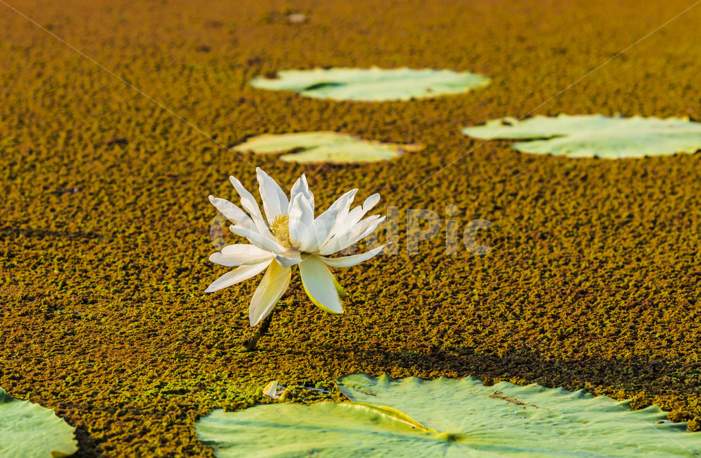 연,습지,관곡지,연잎,자연,수련,연꽃,식물,식물,자연,plants,nature,꽃,flower