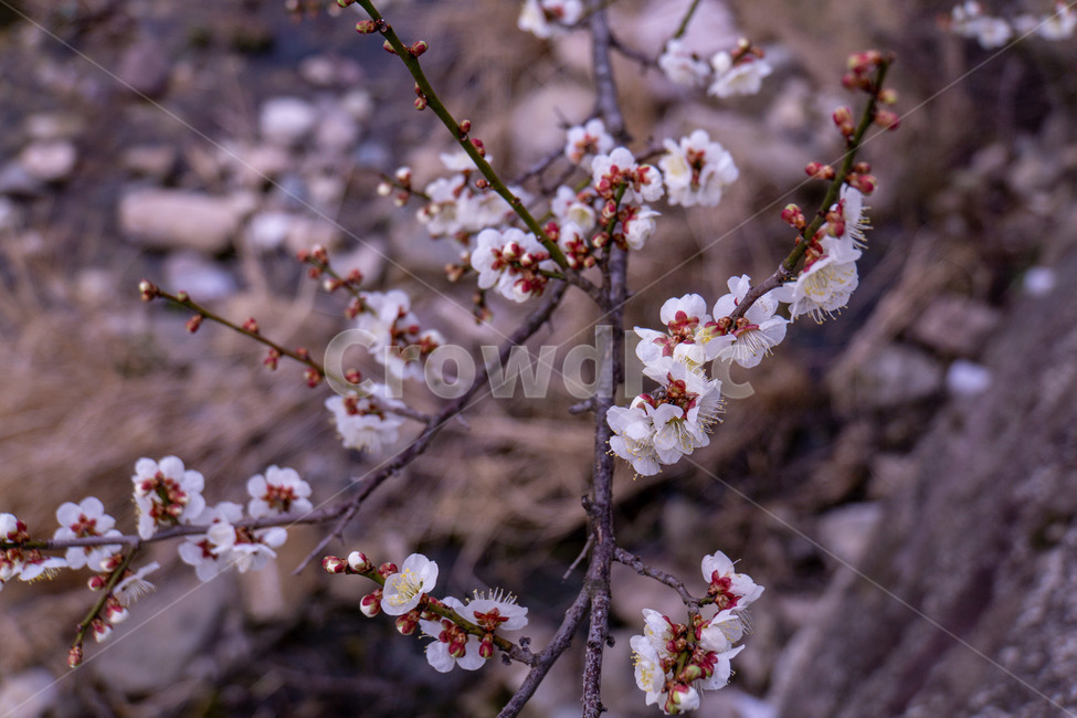 매화,매화꽃,봄꽃,봄,나무,계절,매화나무,꽃,봄,계절,spring,season,식물,자연,plants,nature,꽃,flower,plant,blossom