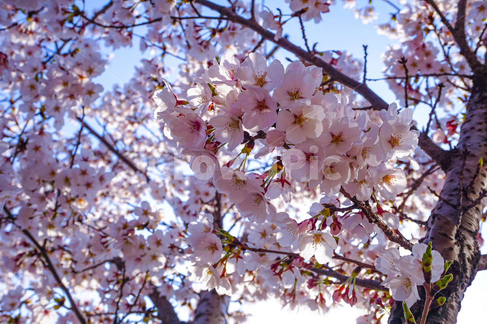 벚꽃,꽃,cherryblossom,blossom,plant,식물,나무,봄,spring