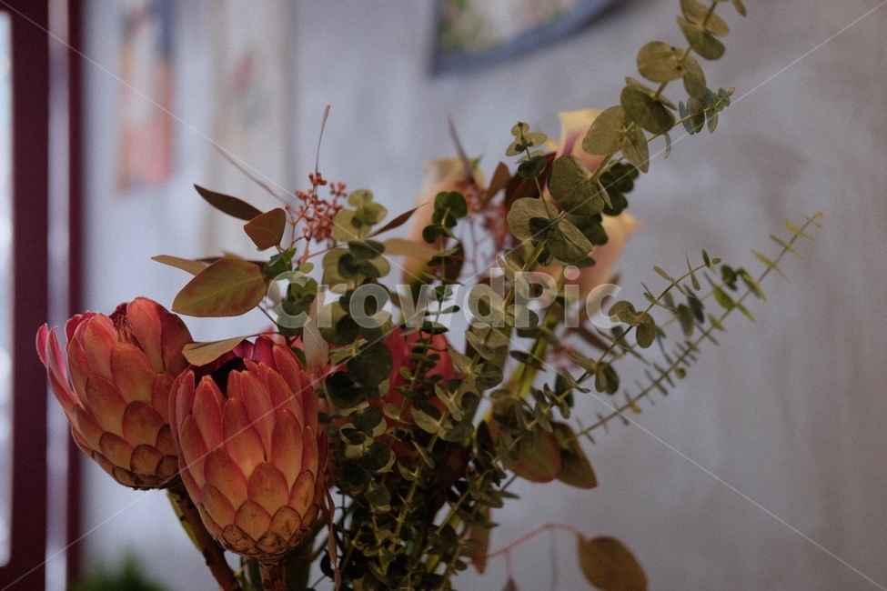 꽃,킹프로테아,flower,green,식물