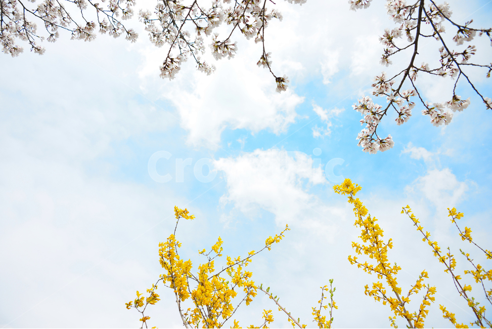 spring flowers,sunny day,forsythia,spring image,Cherry Blossom,sky and flower