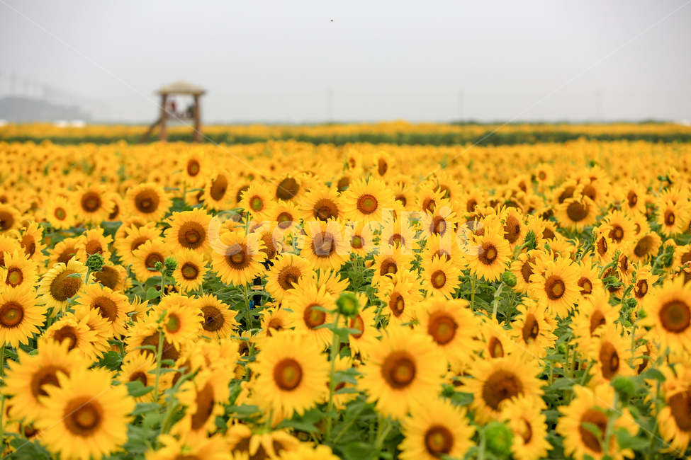 plant,식물,해바라기,sunflower,해남,자연,풍경,nature,landscape,식물,plants,꽃,flower