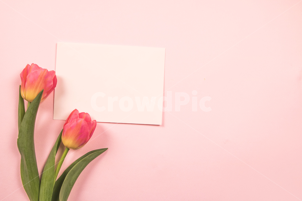 튤립,꽃,꽃잎,편지,쪽지,봄날,분홍,화사한,기념일,세일,봄,이벤트,시즌,할인,행사,사랑,컨셉,꽃,flower,연출,컨셉,콘셉,direction,concept