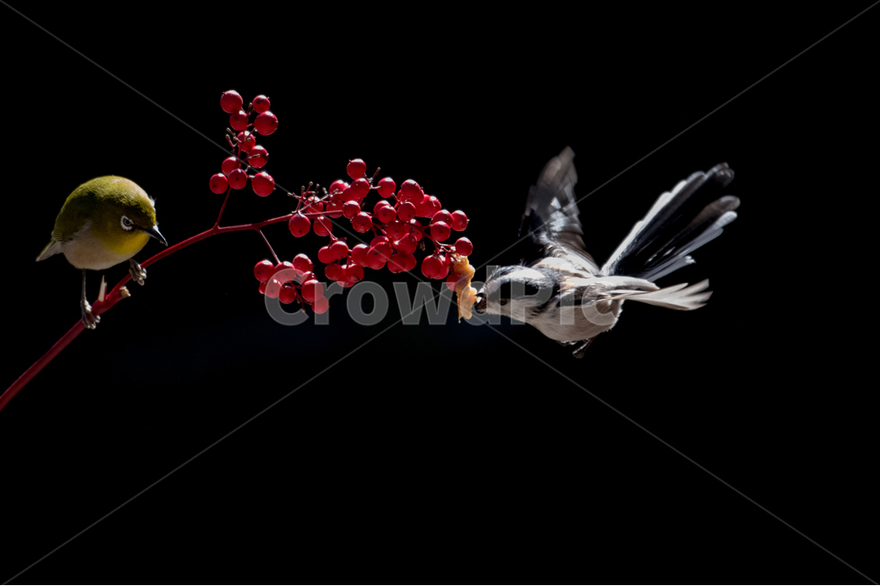 새,동박,자연,열매,가족,동물,animal,조류,새,birds,과일,열매,fruit