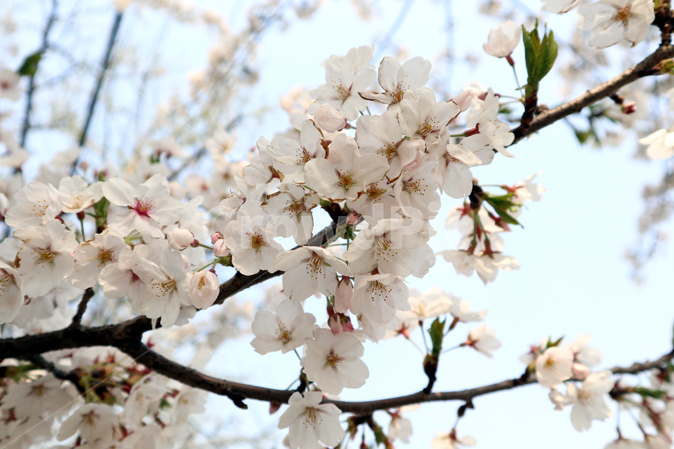 벚꽃,봄,벚꽃나무,자연풍경,꽃,봄,계절,spring,season,식물,자연,plants,nature,꽃,flower,plant,blossom