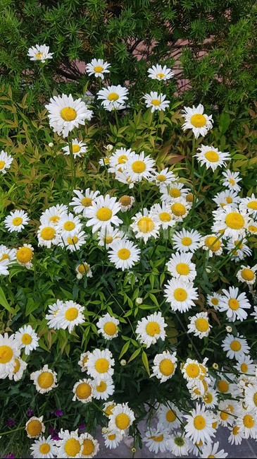 식물,blossom,flower,꽃,daisies,daisy,데이지,flowers,식물,자연,plants,nature,꽃,flower