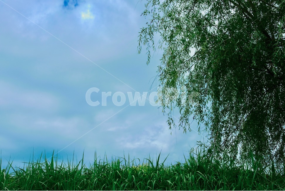 willowtree,greenfield,cloudysky,summerlandscape,naturevibe,quietmeadow,greenleaves,grassyland,healingnature,skyandtree