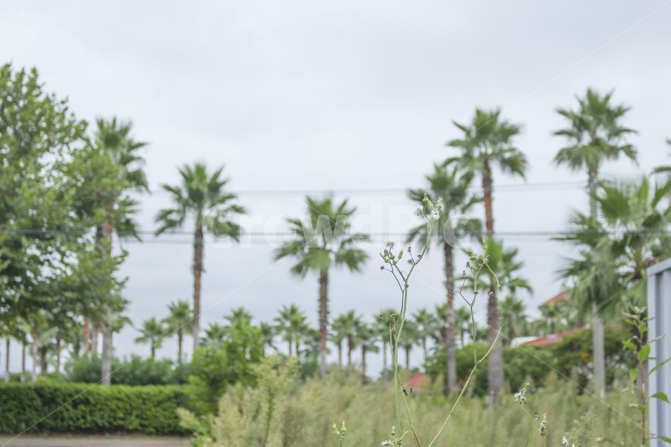 나무,야자수,수풀,제주도,식물,흐림,구름,초록,자연,풍경,nature,landscape,summer,여름