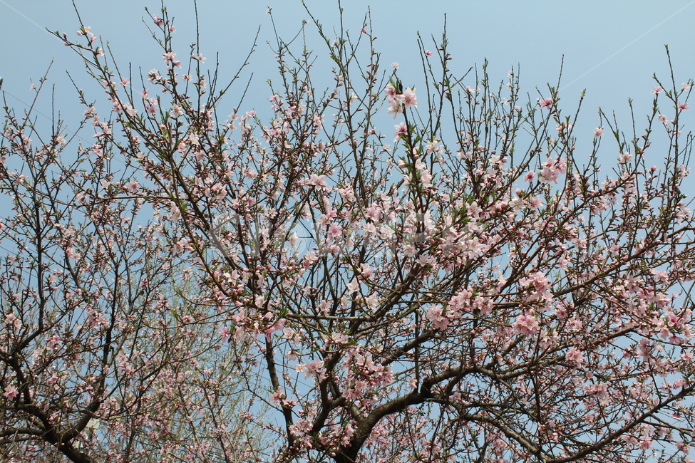 자연,식물,풍경,꽃,봄풍경,아름다움,식물,자연,plants,nature,꽃,flower