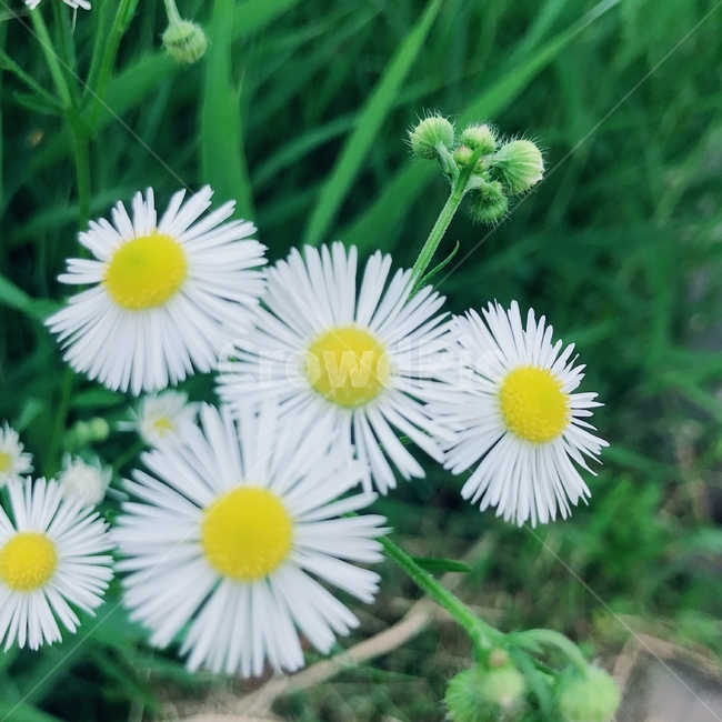 꽃,꽃밭,국화꽃,구절초,햐양,식물,자연,plants,nature,꽃,flower