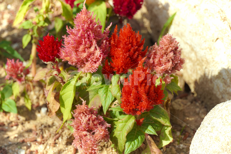 줄맨드라미,꽃,자연,접사,배경화면,힐링,신선함,안식처,season,plants,nature,flower,sensible,feeling,색깔,색상,색채,색감,colorsense,colorsensitivity,feelingofcolor,감성,평온함,느낌,휴식