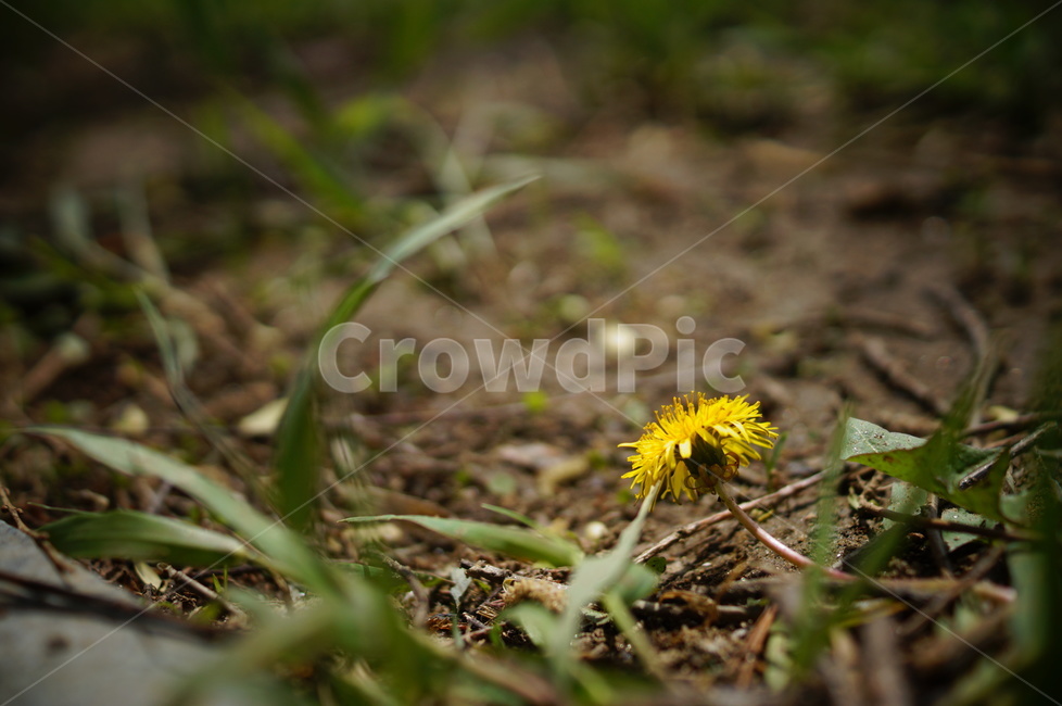 식물,plant,민들레,노랑,꽃,flower,식물,자연,plants,nature,꽃,flower