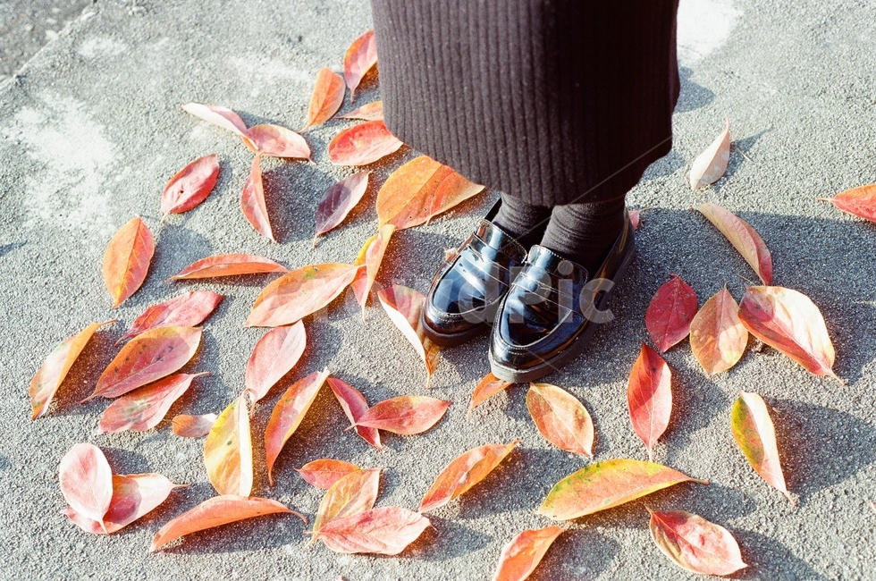 leaf,신발,fallenleaf,치마,잎,maple,단풍,가을,계절,fall,autumn,season