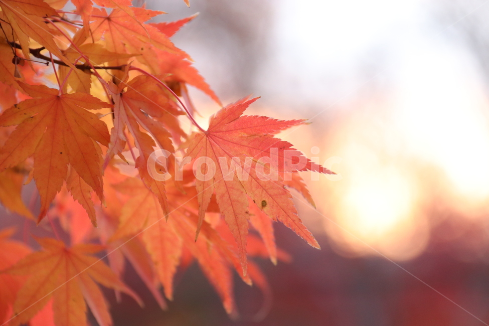 단풍,나무,노을,빨간색,가을,가을,계절,fall,autumn,season,식물,자연,plants,nature,감성,sensible,feeling
