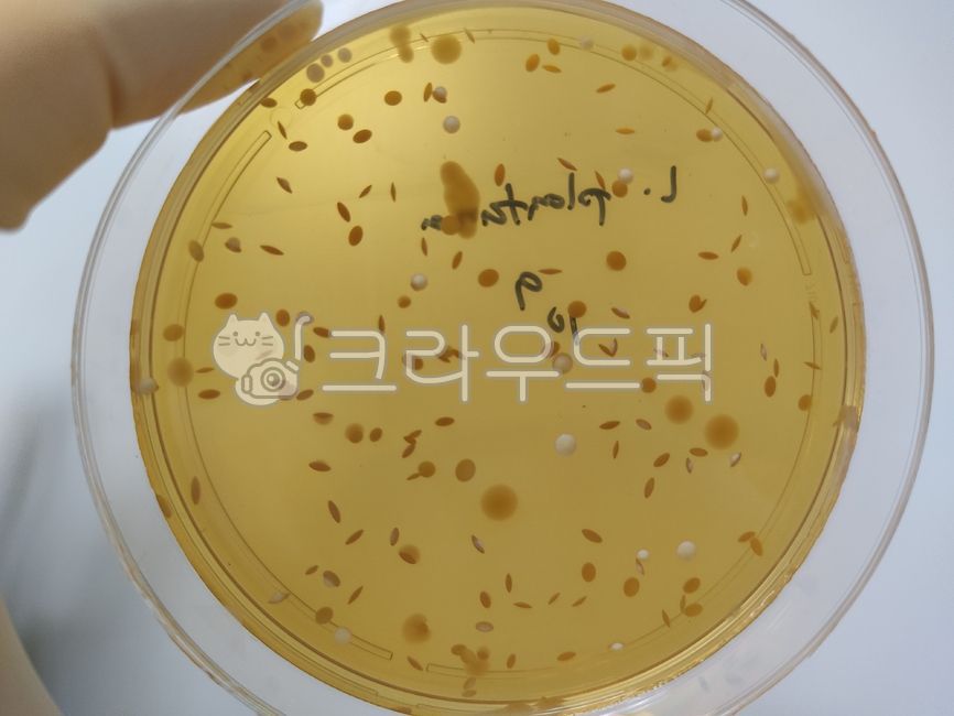 락토바실러스,미생물,배지,lctobacillus,plate,유산균,미생물시험,생균수시험