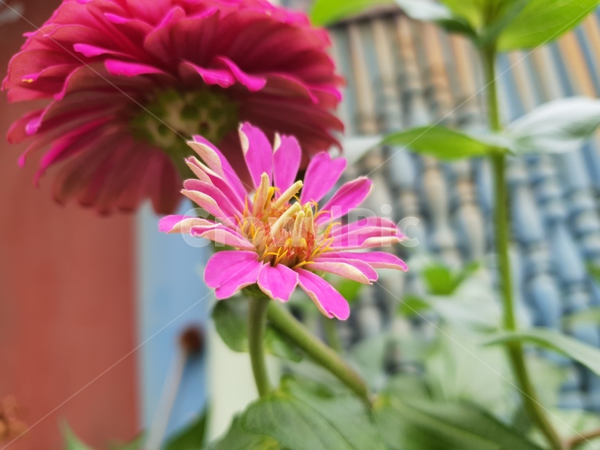 백일홍,꽃,식물,여름,자연,plants,nature,green,분홍,식물,자연,plants,nature,꽃,flower