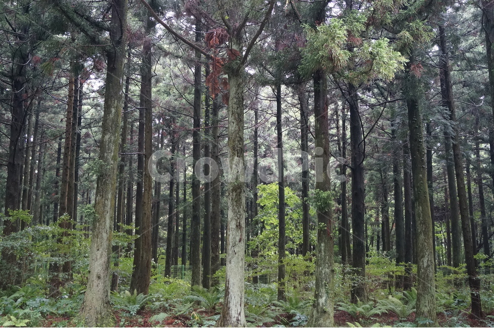 사려니숲길,숲,비,비오는,숲속,tree,나무,plant,식물,자연,풍경,nature,landscape