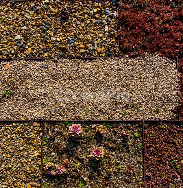 정원,화단,식물,꽃,흙,식물,자연,plants,nature,꽃,flower,텍스처,질감,패턴,texture,pattern