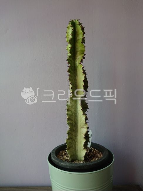 대극각,대극각금,식물,반려식물,선인장,다육이,인테리어식물