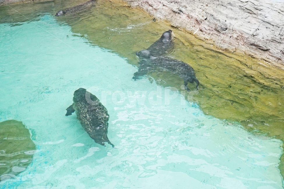 물,바다,물개,포유류,동물,animal,nature,동물보호,동물원,park,animalpark,동물,animal,포유류,mammal