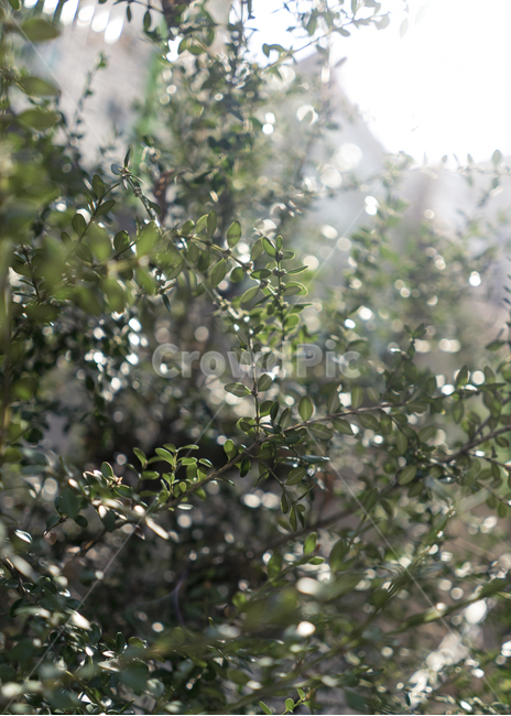 봄,나무,새싹,감성,햇빛,식물,자연,plants,nature,감성,sensible,feeling,휴식,힐링,rest,relaxation,healing