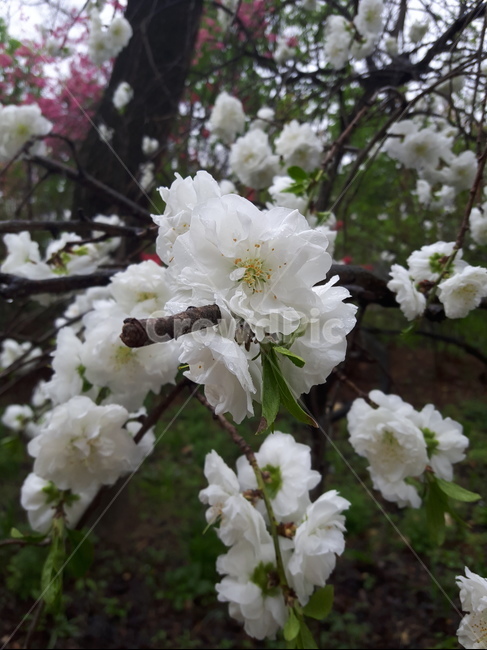 꽃,flower,하얀색,white,작은꽃,예쁜꽃,예쁜,하얀꽃