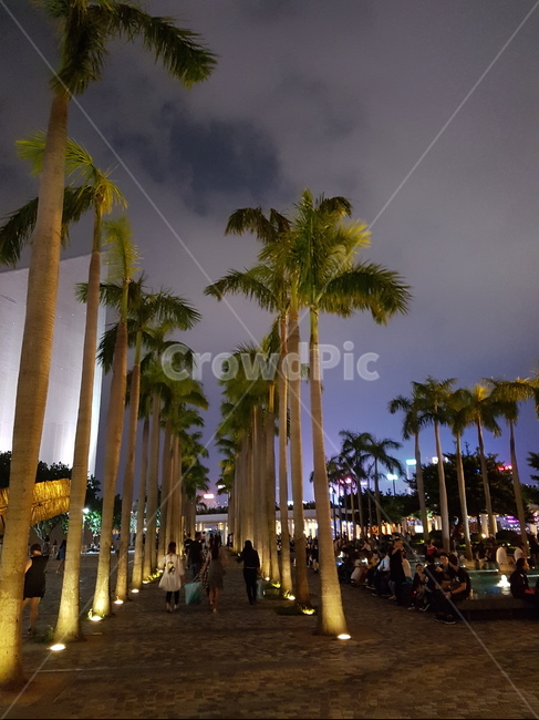 야경,야자수,나무,plant,tree,arecaceae,야경,밤,풍경,nightscape,night,landscape,식물,Arecaceae,palm tree