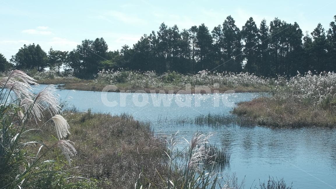 제주도,갈대,연못,나무,가을,자연,풍경,nature,landscape,land,땅,outdoors,옥외,water,물