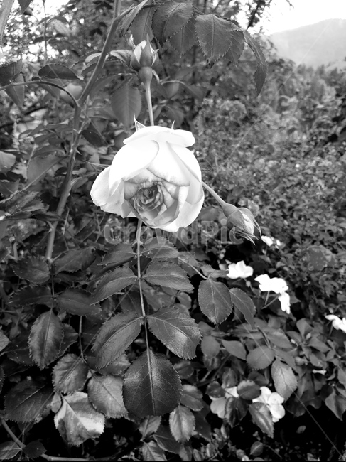 꽃,식물,자연,flower,nature,야생화,식물,자연,plants,nature,꽃,flower,흑백,모노톤,monochrome,black and white