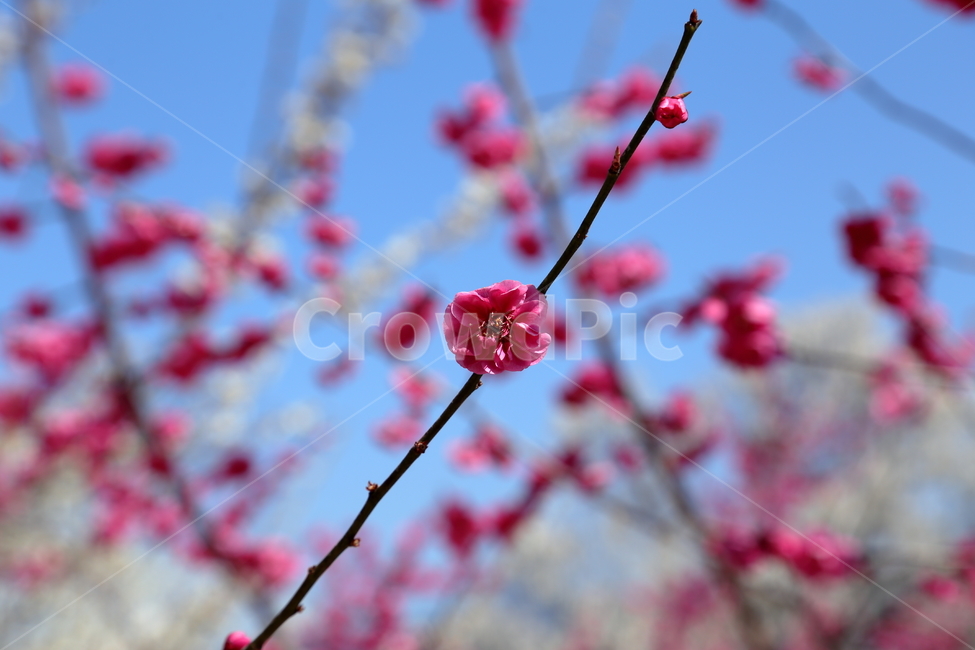 홍벚꽃,벚꽃,매화,홍매화,cherryblossom