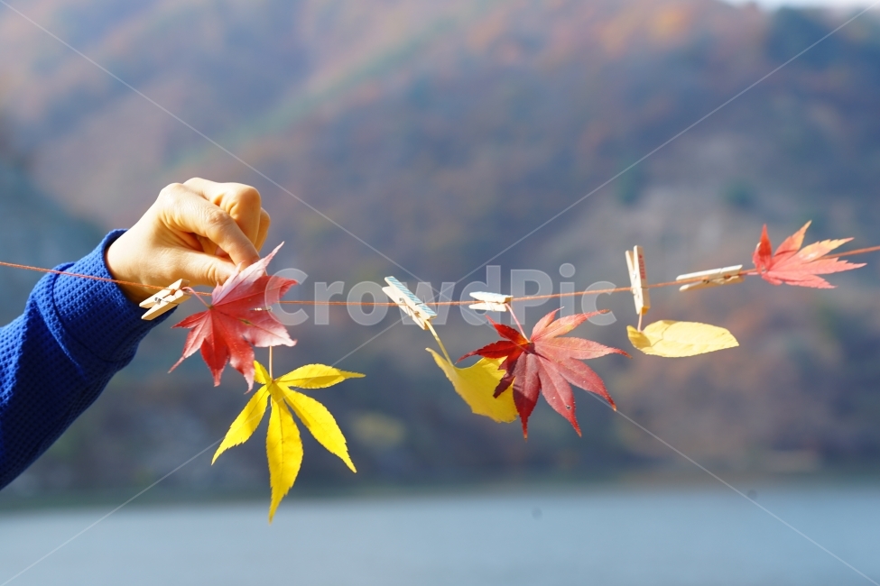 남이섬,단풍,가을,감성,이미지,가을,계절,fall,autumn,season,사람,인물,인간,human,person,신체일부,몸,body,leaf,잎,plant,식물,tree,나무,maple,maple leaf,단풍잎