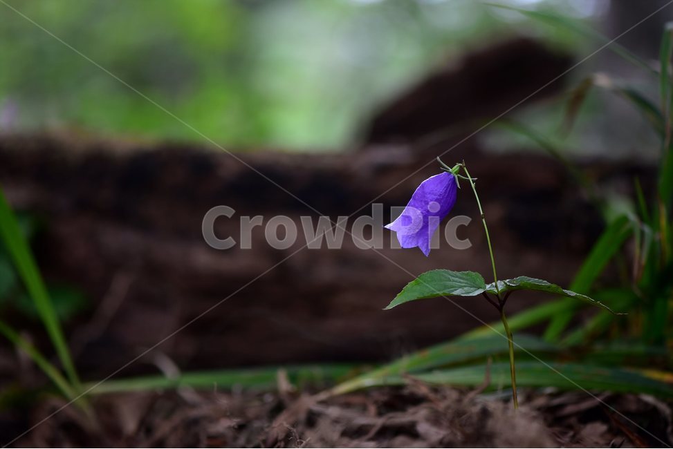 금강초롱꽃,야생화,식물,자연,꽃,생태,힐링,플라워,wildflower,flower,plants,nature,season,감성,느낌,emotion,feeling,여름,여러해살이풀,초롱꽃과,금강초록꽃속,자주색,식물,자연,plants,nature,꽃,flower