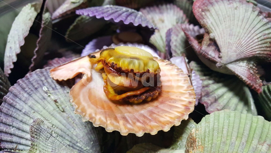 해산물,seafood,조개,clam,shellfish