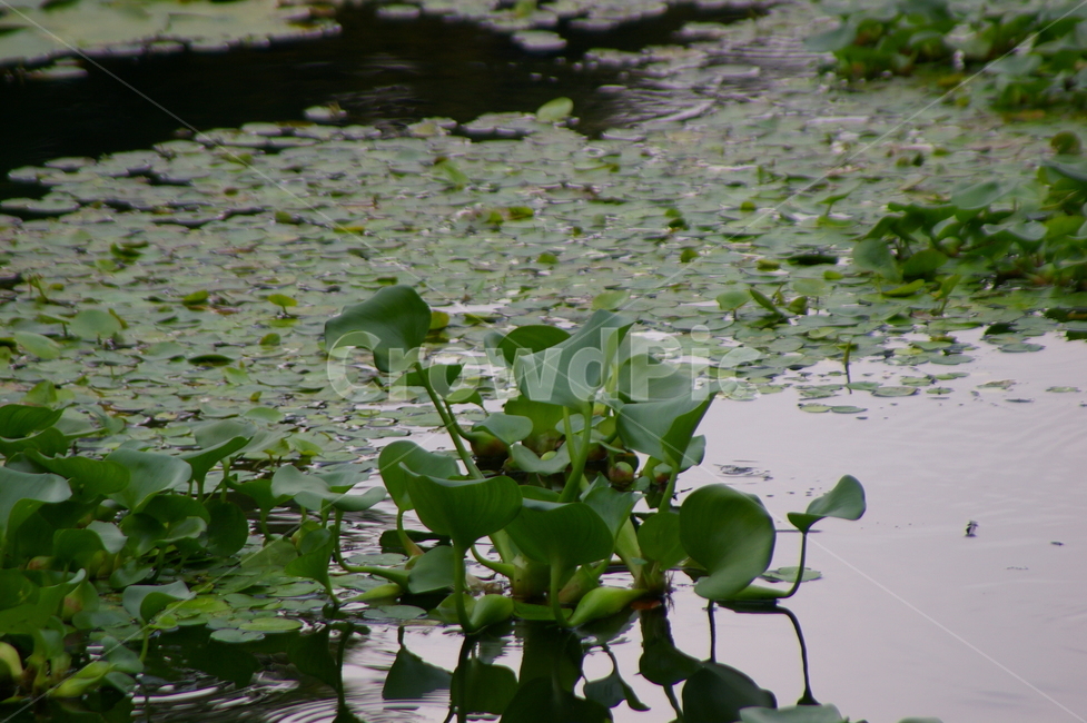 연못,초록,클로즈업,접사,plant,식물,water,물,outdoors,옥외,nature,자연,식물,자연,plants,nature