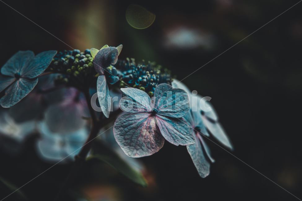 수국,꽃,자연,식물,여름,색감,식물,자연,plants,nature,꽃,flower,감성,sensible,feeling,색깔,색상,색채,색감,color sense,color sensitivity,feeling of color