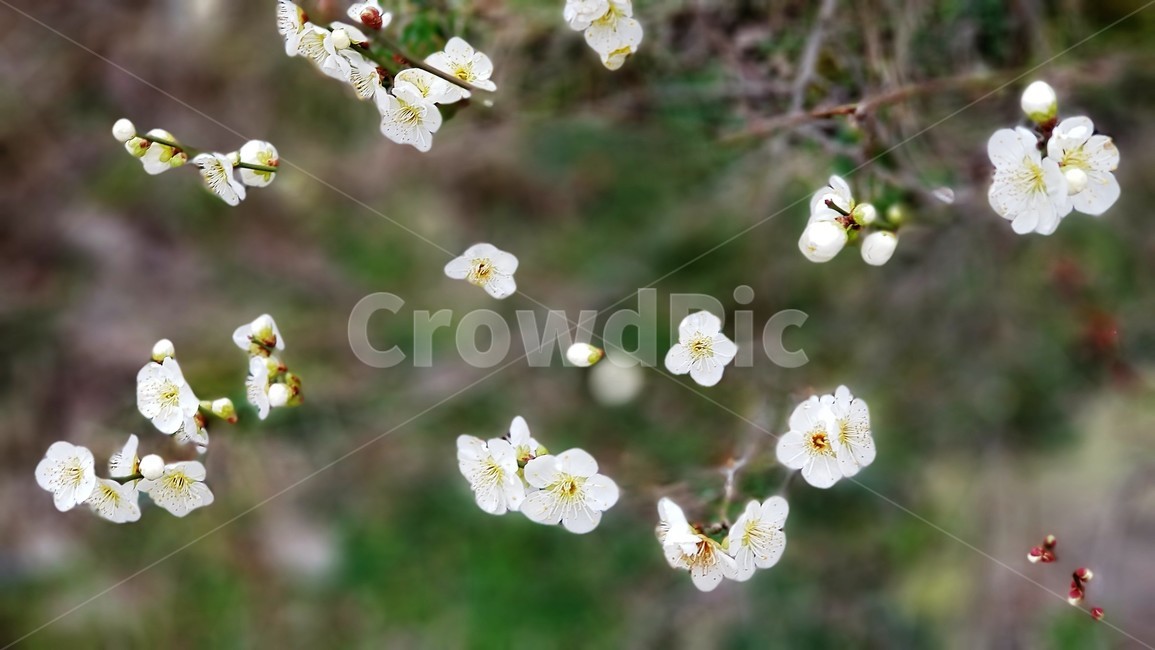 매화,꽃,봄,자연,식물,nature,landscape,spring,season,봄,계절,spring,season,식물,자연,plants,nature,꽃,flower,plant,blossom,petal,꽃잎