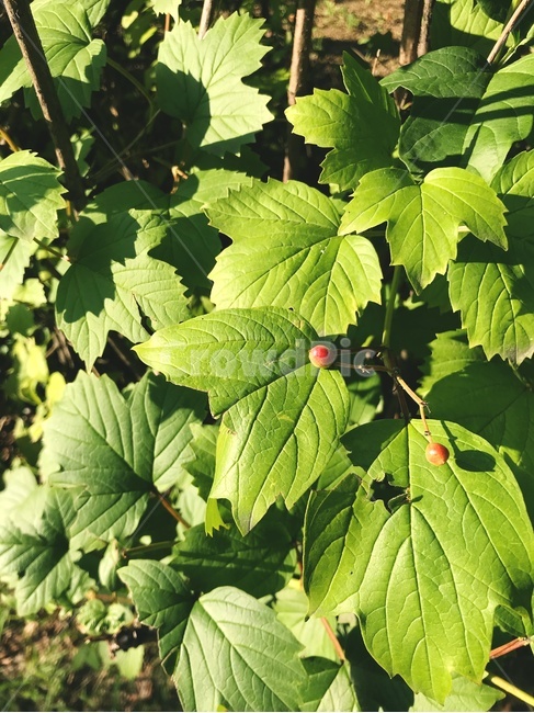 식물,나뭇잎,잎,줄기,열매,초록,햇빛,빛,자연,여름,풀,그린,광합성,오후,green,sunny,sun,sunshine,plant,leaf,summer,식물,자연,plants,nature