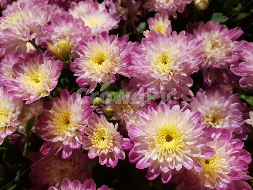 꽃,식물,flower,plant,blossom,식물,자연,plants,nature,꽃,flower